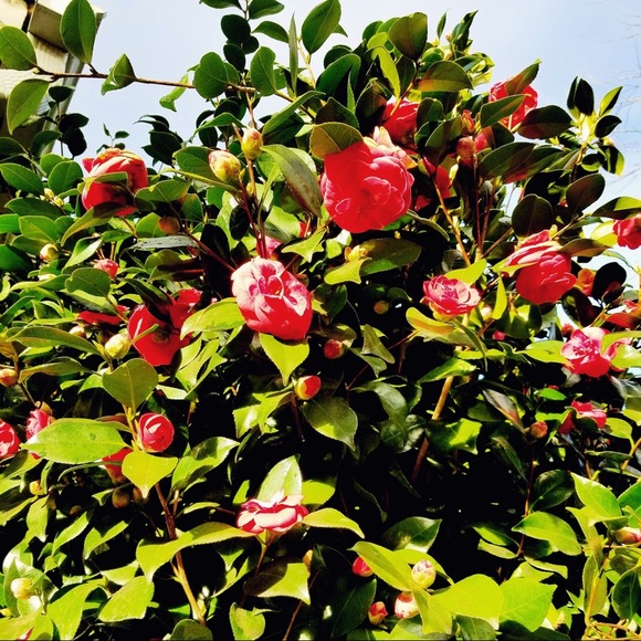 Meet your Posher, Nika - Picture 1 of 1